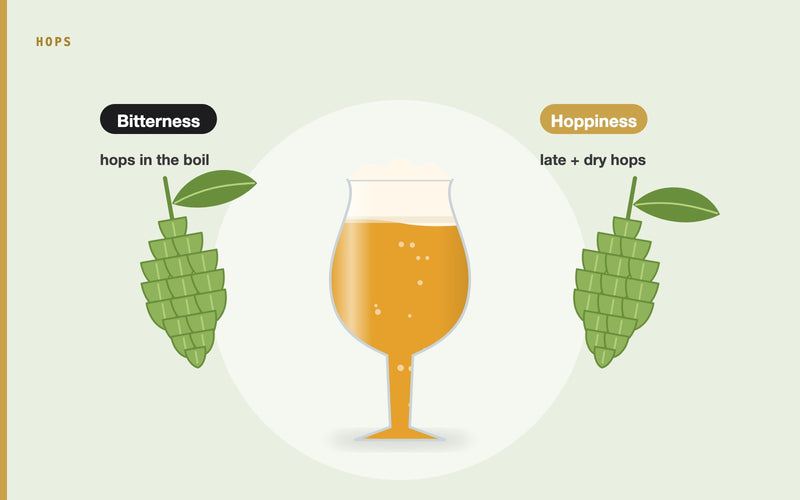 Illustration: Bitterness vs. Hoppiness in Beer: Unraveling the Tastes