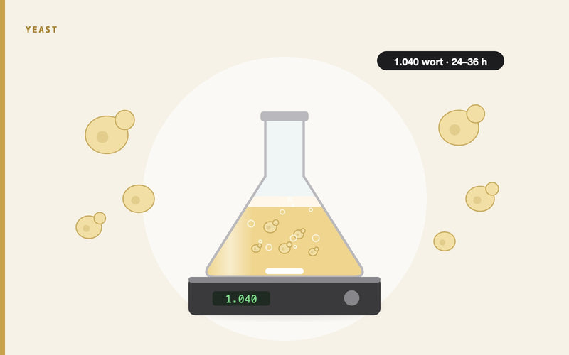 Illustration: How to Make a Yeast Starter: A Step-by-Step Guide