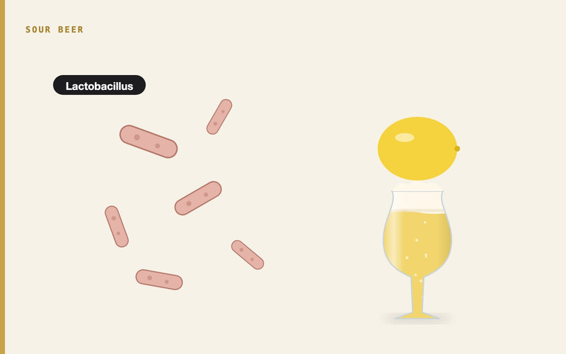 Illustration: Lactic Acid Bacteria in Sour Beer Production