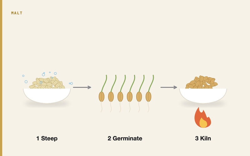 Illustration: The Malting Process: How Barley Becomes Malt, Step by Step
