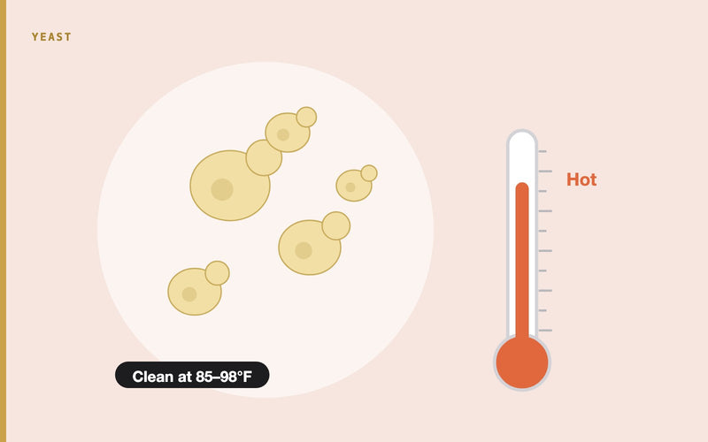 Illustration: The Ultimate Guide to KVEIK Yeast: Unleashing Its Fermentation Potential