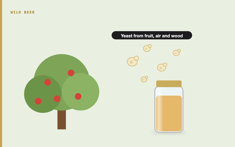 Illustration: The Wonder of Wild Fermentation: A Journey into Natural Yeasts