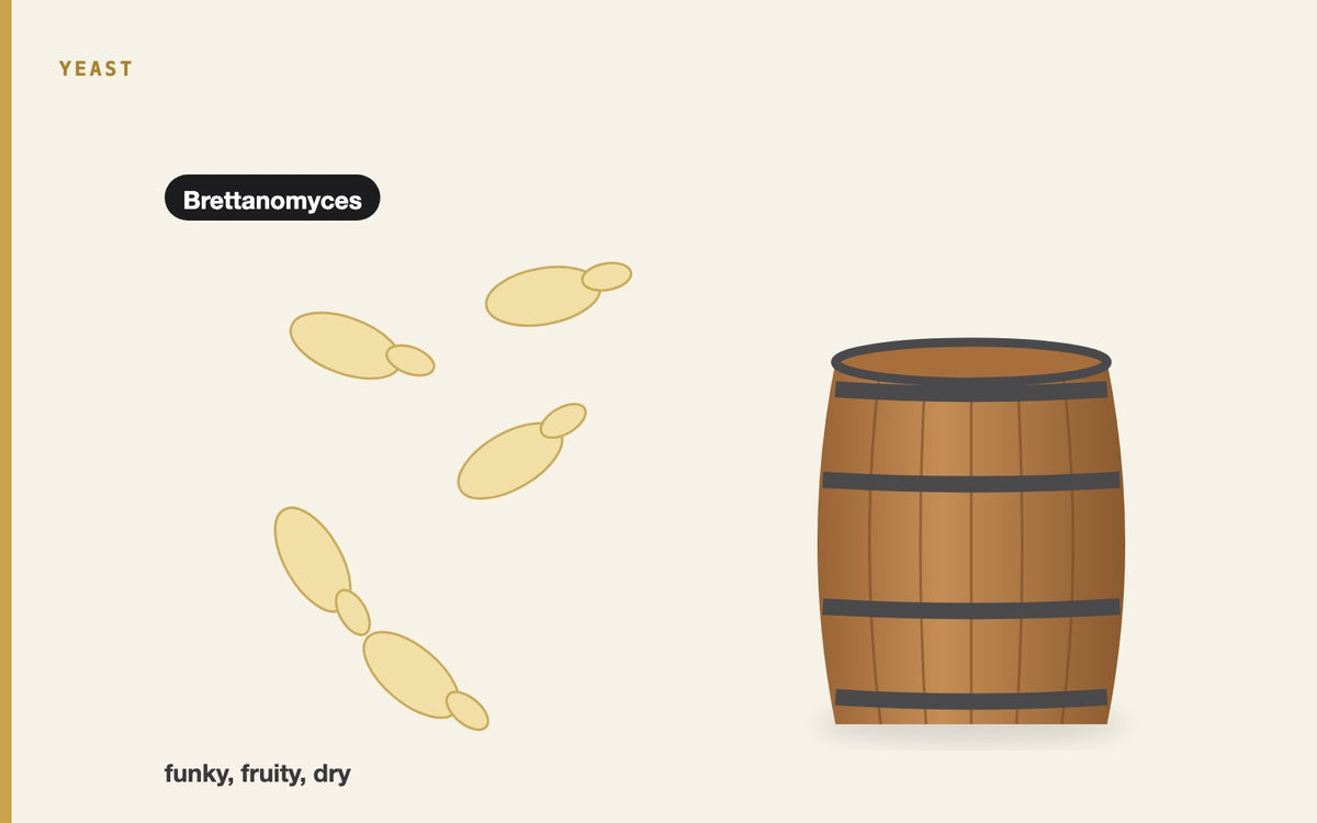 Illustration: Unleashing the Potential of Brettanomyces: Unique Yeast for Unique Flavors