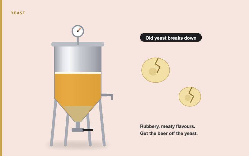 Illustration: Yeast Autolysis in Beer: What It Tastes Like and How to Prevent It